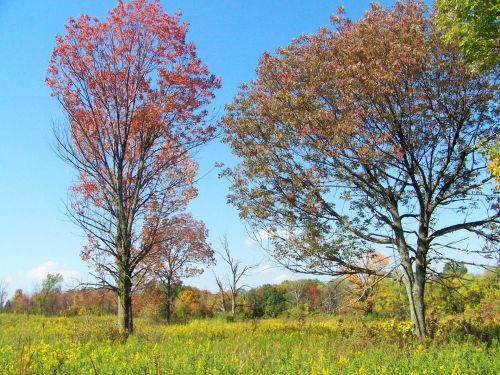 Autumn Field