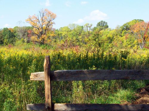 Autumn Field