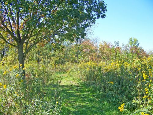 Autumn Field