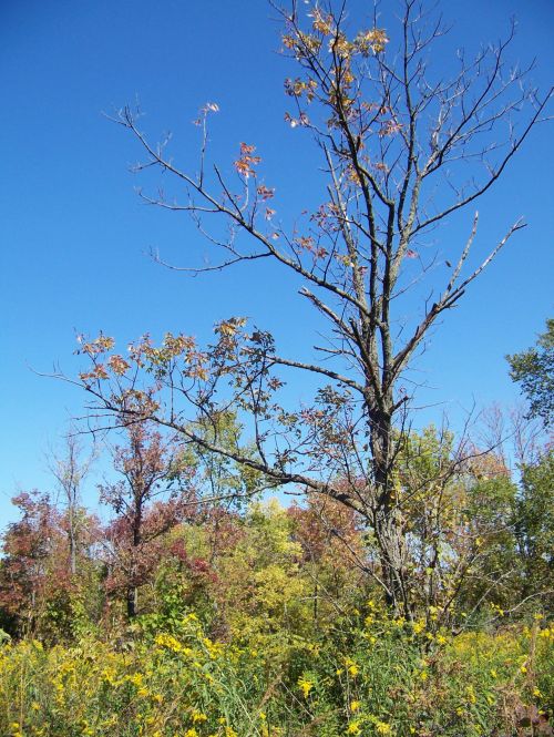 Autumn Field