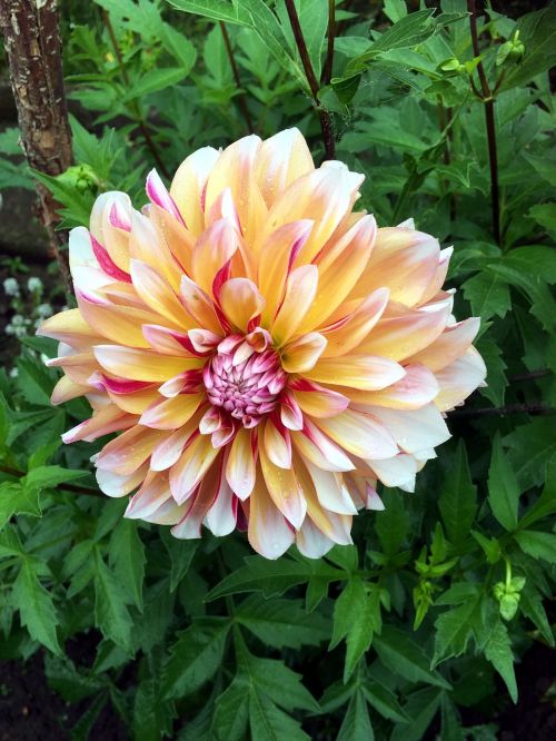 autumn flower chrysanthemum flower garden