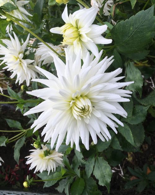 autumn flower white chrysanthemum