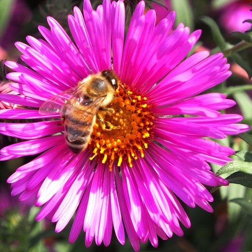 autumn flower  asters  autumn