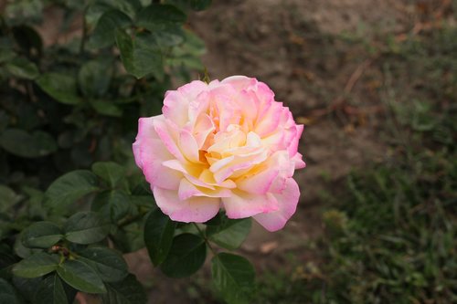 autumn flower  pink flower  bloom