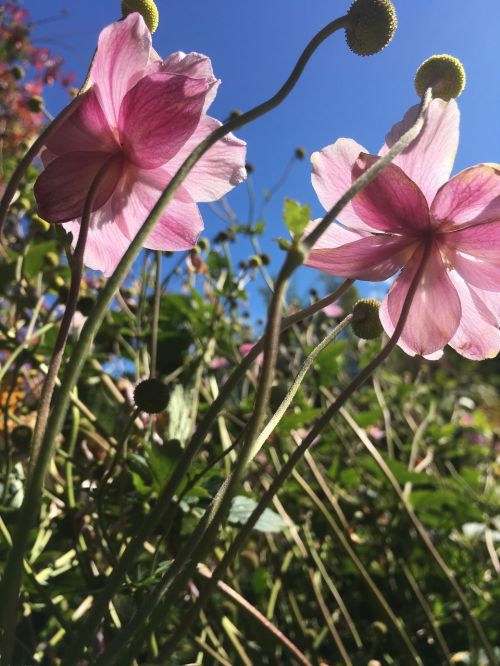 autumn flowers garden mallow