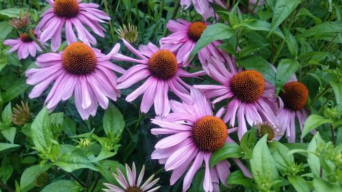 autumn flowers garden violet