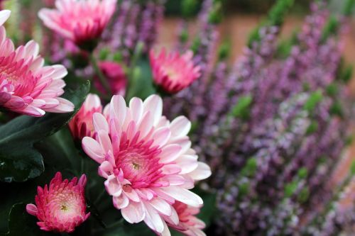 autumn flowers pink chrysanthemum