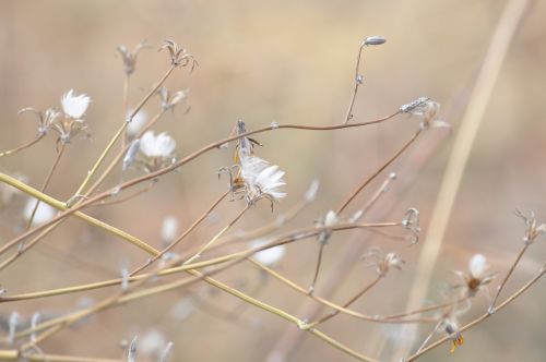 autumn flowers nature color