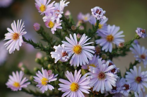 autumn flowers  settembrini  flowers