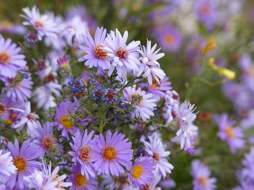 autumn flowers  purple flowers  flowers