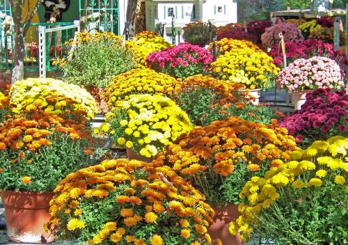 Autumn Flowers In Pots