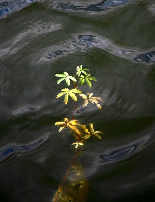 autumn foliage weed water plant