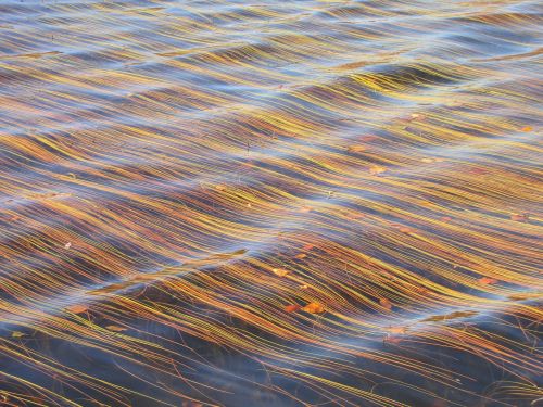 autumn foliage weed water plant