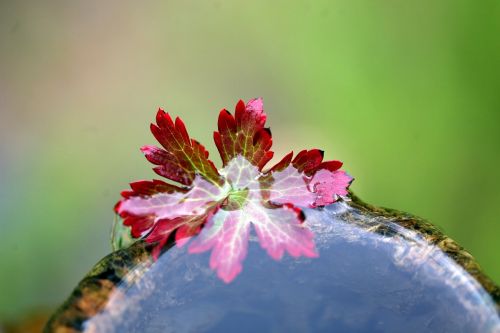 autumn foliage water plant water