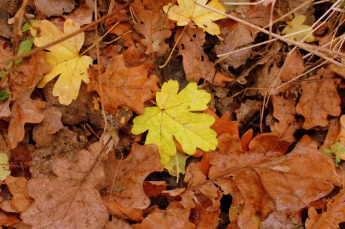 autumn foliage brown yellow leaves