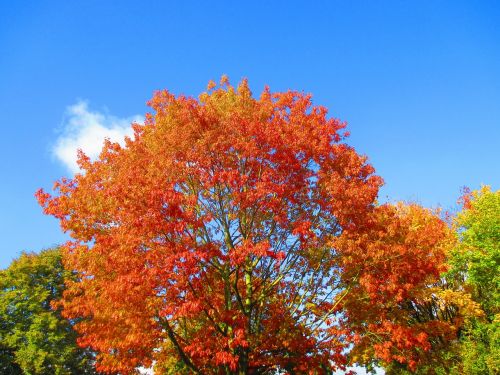 autumn foliage hot spot colorful red