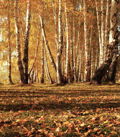 Autumn Forest