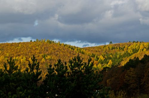 Autumn Forest