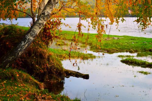 Autumn Forest