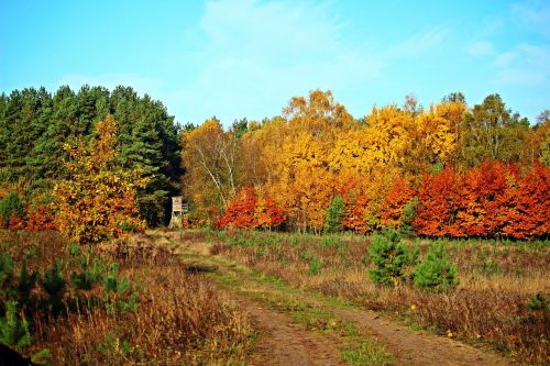 autumn forest indian summer fall foliage