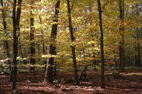 autumn forest leaves autumn