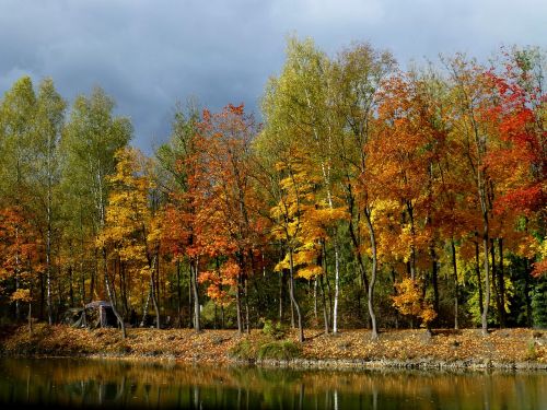 autumn forest golden lake