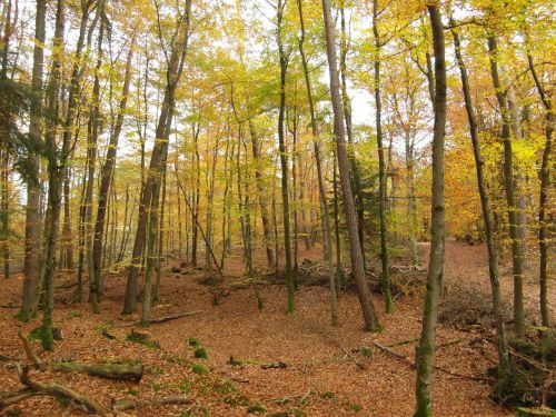 autumn forest trees emerge