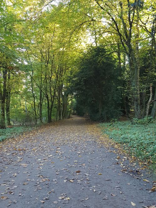 autumn forest forest path autumn sun