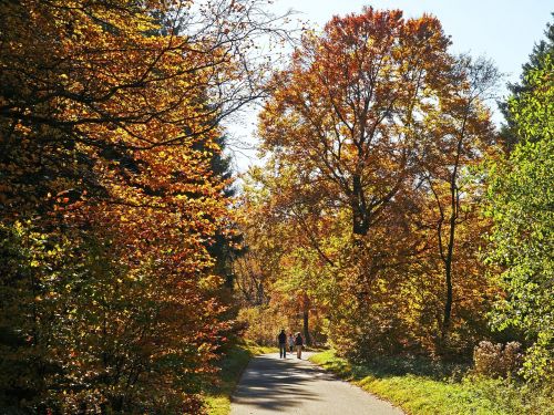 autumn forest sauerland walk