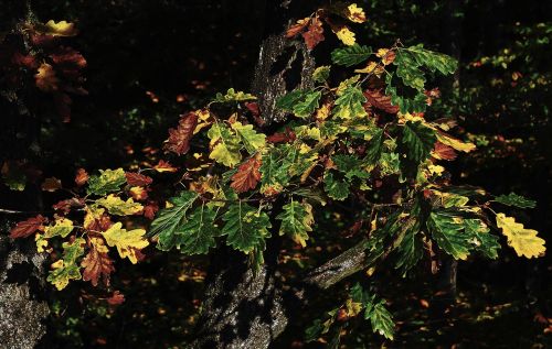 autumn forest oak leaves indian summer