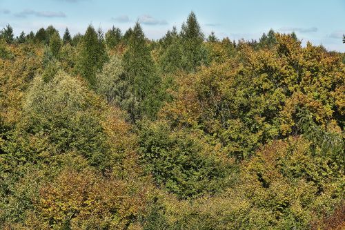 autumn forest indian summer treetop