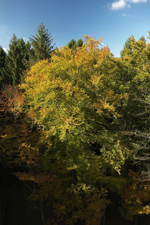 autumn forest indian summer treetop