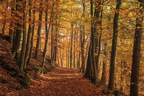 autumn forest  nature  golden
