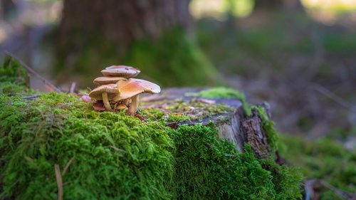 autumn forest  mushrooms  autumn