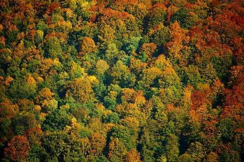 autumn forest  colored leaves  autumn colours