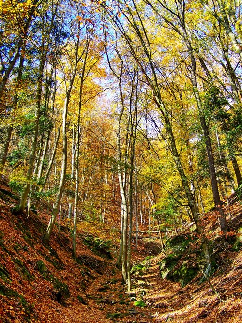 autumn forest  discoloration  nature