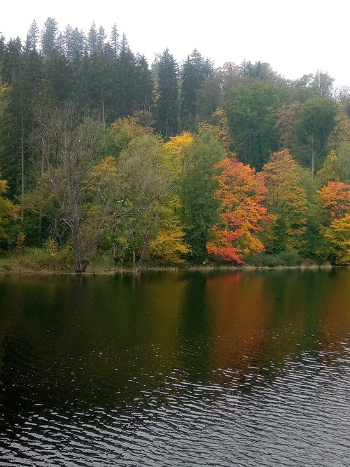 autumn forest  thuringia germany  forest