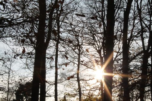 autumn forest sun back light
