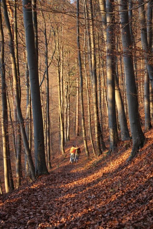 autumn forest forest autumn