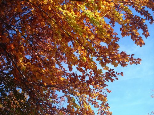 autumn forest autumn forest