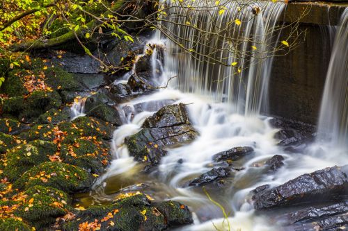 Autumn Forest With Stream