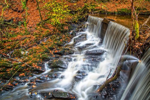 Autumn Forest With Stream