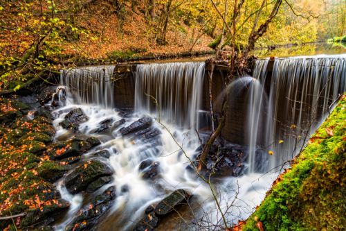 Autumn Forest With Stream