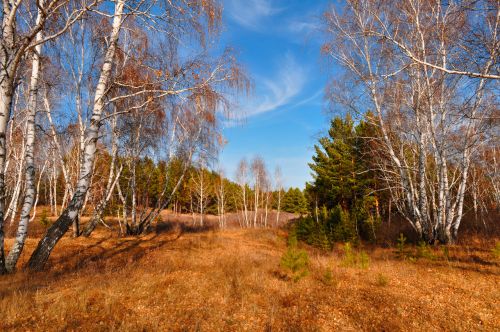 Autumn Forest