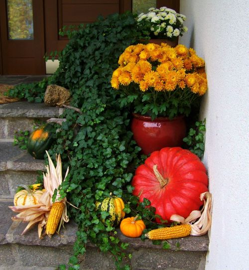 autumn fruits corn pumpkin