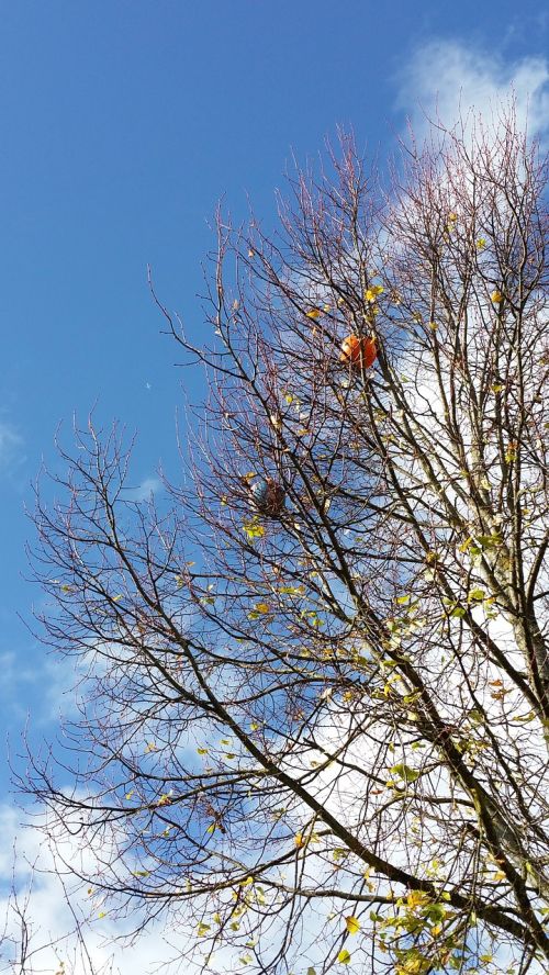 autumn fruits balls tree
