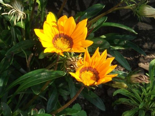 Autumn Gazania