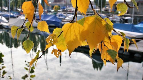 autumn gold yellow leaves autumn