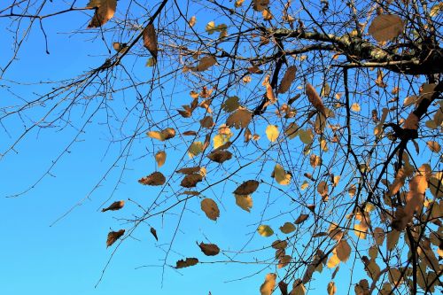 autumn gold branch wind