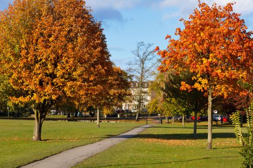 Autumn In Park